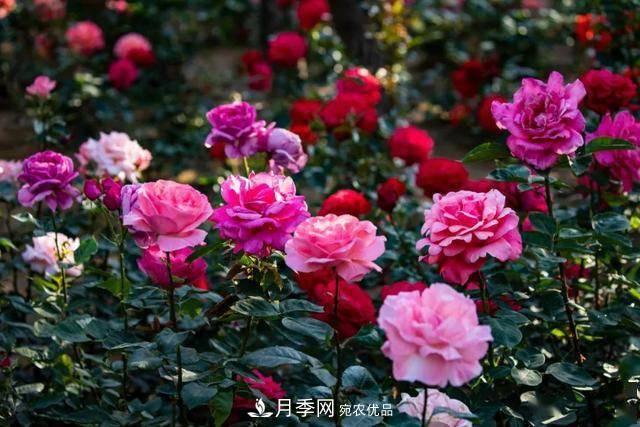 冉冉初夏，河北秦皇島十余處月季花海等你邂逅！(圖6)