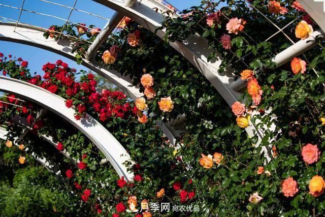 冉冉初夏，河北秦皇島十余處月季花海等你邂逅！(圖5)