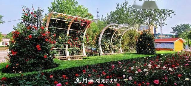 冉冉初夏，河北秦皇島十余處月季花海等你邂逅！(圖8)