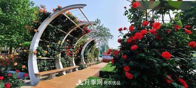 冉冉初夏，河北秦皇島十余處月季花海等你邂逅！(圖7)