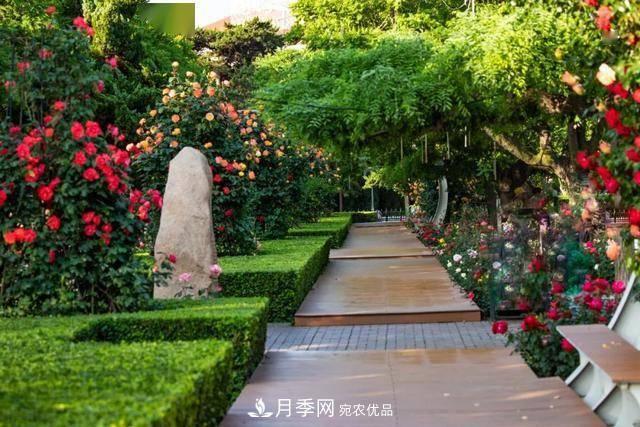冉冉初夏，河北秦皇島十余處月季花海等你邂逅！(圖9)