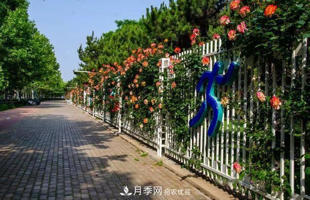 冉冉初夏，河北秦皇島十余處月季花海等你邂逅！(圖11)