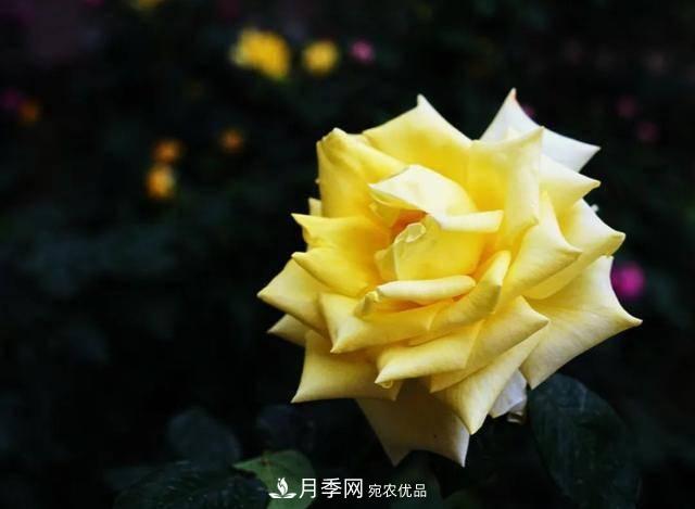 冉冉初夏，河北秦皇島十余處月季花海等你邂逅！(圖14)