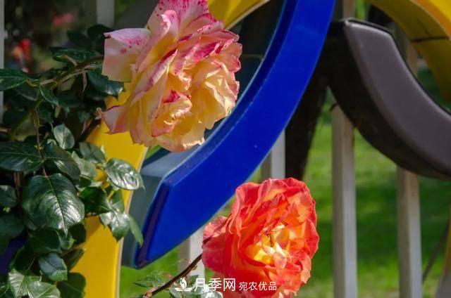 冉冉初夏，河北秦皇島十余處月季花海等你邂逅！(圖13)