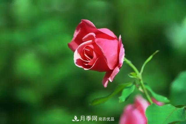 冉冉初夏，河北秦皇島十余處月季花海等你邂逅！(圖15)