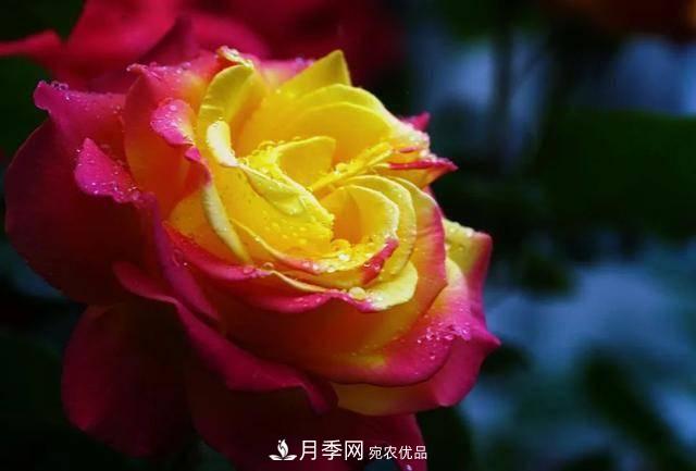 冉冉初夏，河北秦皇島十余處月季花海等你邂逅！(圖16)