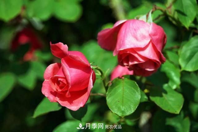 冉冉初夏，河北秦皇島十余處月季花海等你邂逅！(圖17)