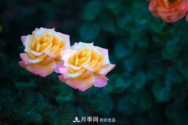冉冉初夏，河北秦皇島十余處月季花海等你邂逅！(圖18)