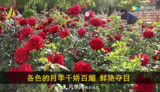 青海西寧第七屆月季展，北山美麗園20多萬株月季盛開！(圖2)