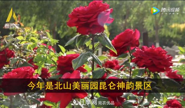 青海西寧第七屆月季展，北山美麗園20多萬株月季盛開！(圖1)