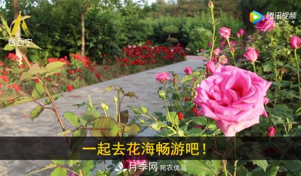 青海西寧第七屆月季展，北山美麗園20多萬株月季盛開！(圖3)