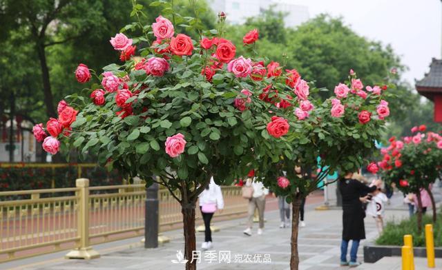 怎么養(yǎng)護(hù)好月季樹(shù)？做好這幾點(diǎn)，開(kāi)花朵朵不倒伏(圖1)