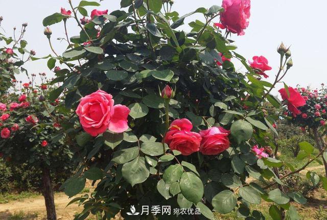 怎么養(yǎng)護(hù)好月季樹(shù)？做好這幾點(diǎn)，開(kāi)花朵朵不倒伏(圖2)