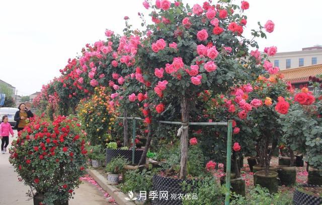 怎么養(yǎng)護(hù)好月季樹(shù)？做好這幾點(diǎn)，開(kāi)花朵朵不倒伏(圖3)
