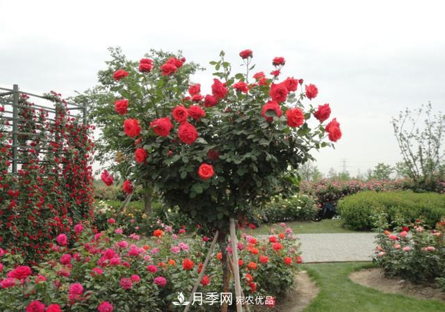 怎么養(yǎng)護(hù)好月季樹(shù)？做好這幾點(diǎn)，開(kāi)花朵朵不倒伏(圖4)