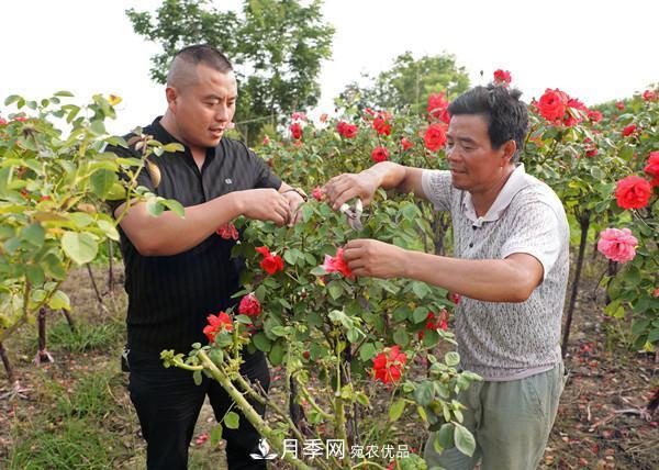 江蘇宿遷沭陽(yáng)，樹(shù)狀月季俏銷(xiāo)(圖2)