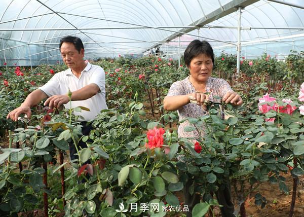 江蘇宿遷沭陽(yáng)，樹(shù)狀月季俏銷(xiāo)(圖3)