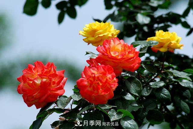 月季全年12個(gè)月的養(yǎng)護(hù)指南，月季花會(huì)開(kāi)得又大又多！(圖1)