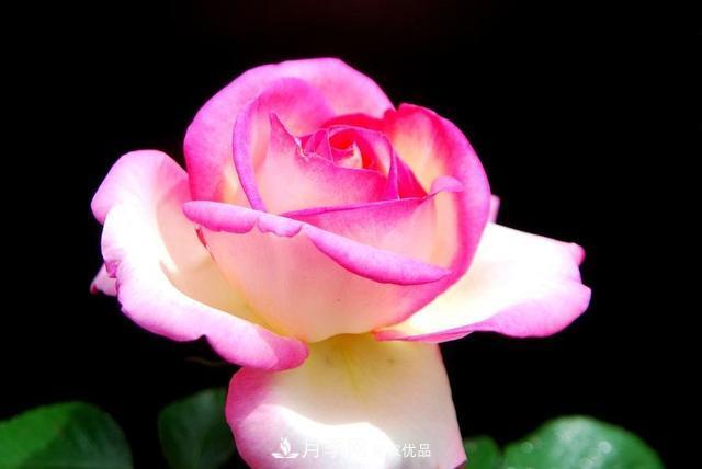 月季全年12個(gè)月的養(yǎng)護(hù)指南，月季花會(huì)開(kāi)得又大又多！(圖2)