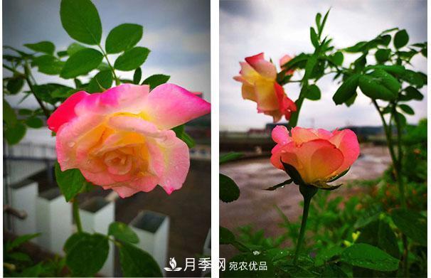 炎熱的7月，月季花夏天能暴曬嗎(圖1)
