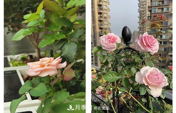 炎熱的7月，月季花夏天能暴曬嗎(圖2)