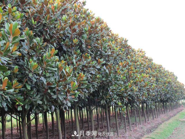 200畝以下的小苗圃，這樣經(jīng)營才能出彩(圖1)