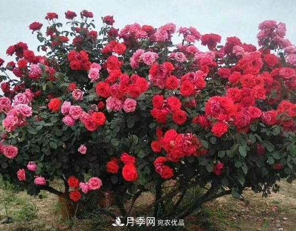 月季樹怎么長成的？這個快速成型技巧，不學(xué)虧大了(圖3)