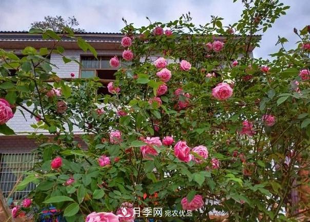 月季樹怎么長成的？這個快速成型技巧，不學(xué)虧大了(圖4)