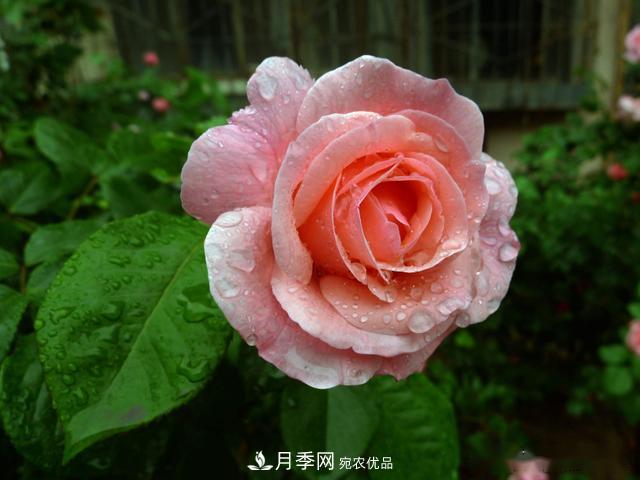 3招怎么判斷月季是否肥害了？月季少傷害！(圖1)
