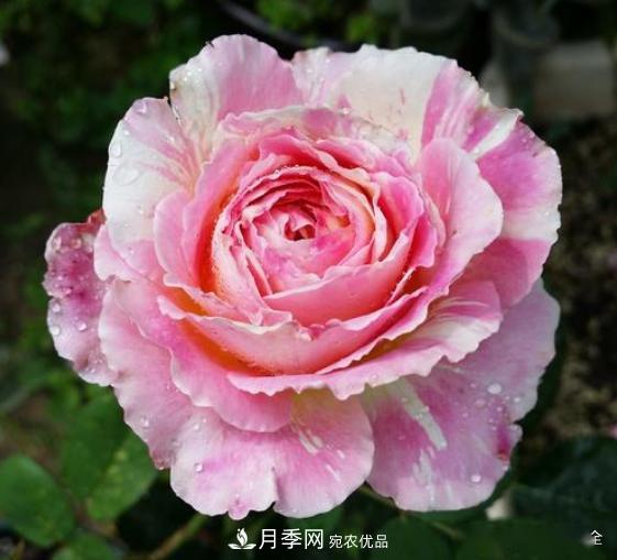 3招怎么判斷月季是否肥害了？月季少傷害！(圖4)