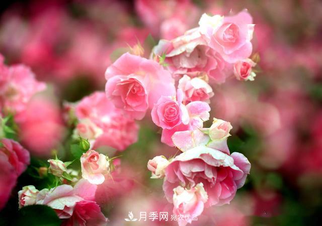 3招怎么判斷月季是否肥害了？月季少傷害！(圖3)