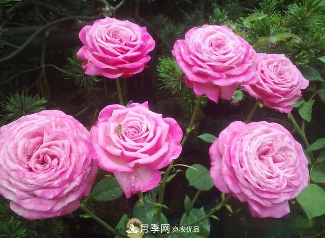 3招怎么判斷月季是否肥害了？月季少傷害！(圖2)