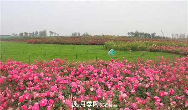 豐花月季常用品種？城市綠化適合用多花月季(圖1)
