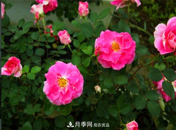 豐花月季常用品種？城市綠化適合用多花月季(圖2)