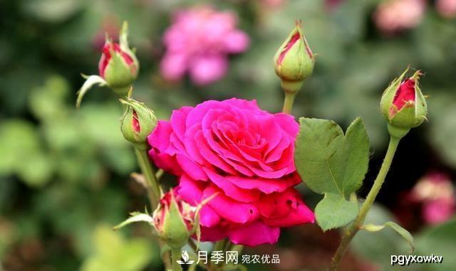 夏天月季不剪枝，冬天不施肥，養(yǎng)月季的都知道，再教你這幾點(圖1)