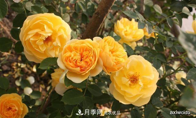 夏天月季不剪枝，冬天不施肥，養(yǎng)月季的都知道，再教你這幾點(圖3)