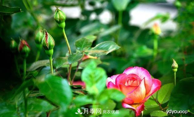 夏天月季不剪枝，冬天不施肥，養(yǎng)月季的都知道，再教你這幾點(圖2)
