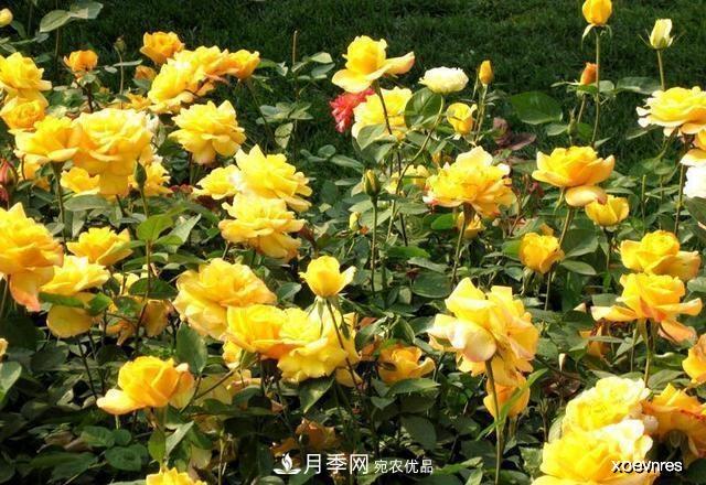 夏天月季不剪枝，冬天不施肥，養(yǎng)月季的都知道，再教你這幾點(圖4)