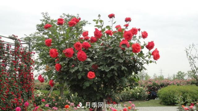 樹型月季好養(yǎng)嗎？比普通月季花強(qiáng)在哪里？適合家里養(yǎng)嗎(圖1)