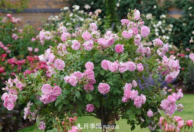 樹型月季好養(yǎng)嗎？比普通月季花強(qiáng)在哪里？適合家里養(yǎng)嗎(圖2)