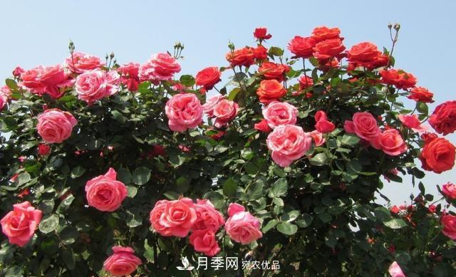 樹型月季好養(yǎng)嗎？比普通月季花強(qiáng)在哪里？適合家里養(yǎng)嗎(圖3)