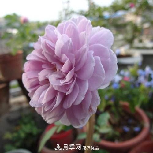 兩廣福建應(yīng)該種什么月季品種？(圖2)