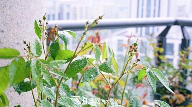 夏季一下完雨，蚜蟲就爬上月季，想要消滅它，趕緊看這里(圖2)