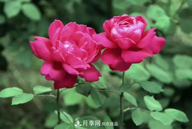夏季月季休眠了？不要怕，這三步來叫醒它！(圖2)