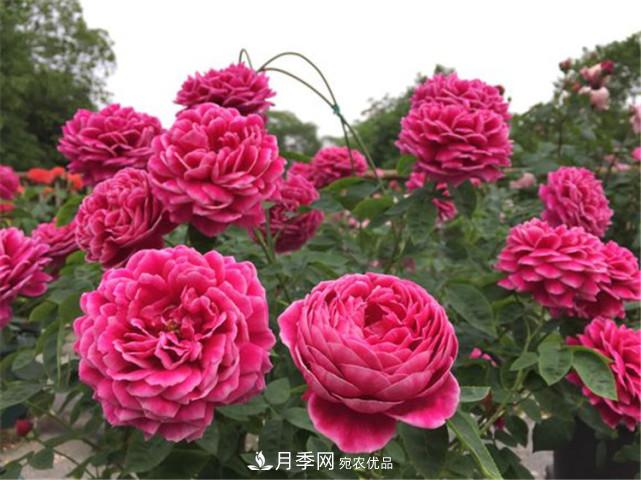 夏季月季休眠了？不要怕，這三步來叫醒它！(圖1)