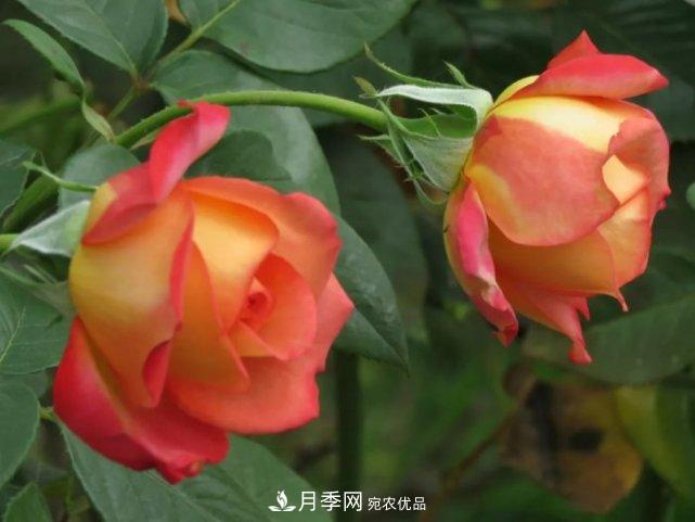 夏季月季休眠了？不要怕，這三步來叫醒它！(圖3)