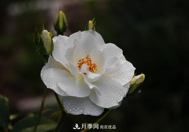 夏天月季不開花，這個小訣竅讓你年年花朵爆滿盆！(圖1)