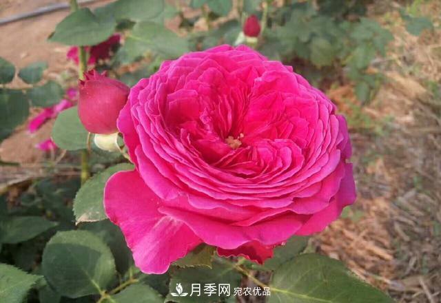 夏天月季不開花，這個小訣竅讓你年年花朵爆滿盆！(圖2)