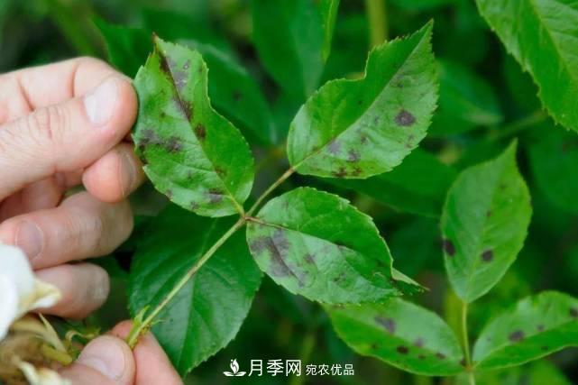 夏季月季常害這種病，梅雨季節(jié)尤其要注意！(圖1)