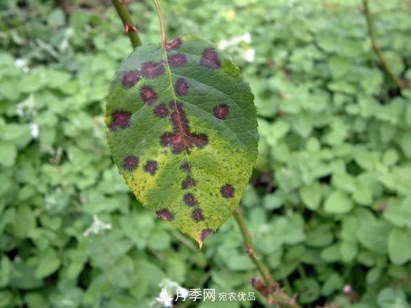 夏季月季常害這種病，梅雨季節(jié)尤其要注意！(圖2)